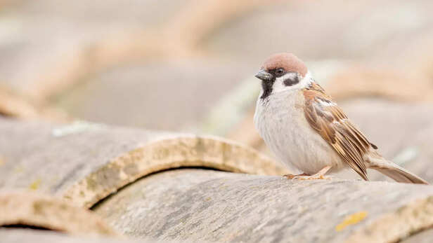गौरैया का संरक्षण जरूरी