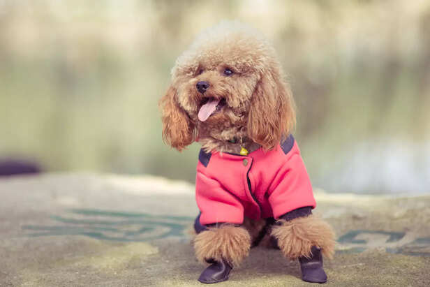 ​Happy Dog in Breathable Summer Outfit