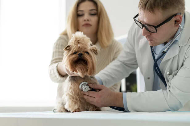 ​Flea Control Treatment for Dogs in Summer