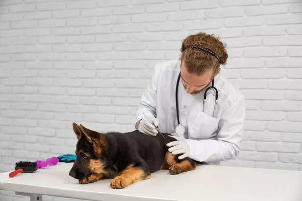 ​Regular Grooming Routine for Allergy Prevention