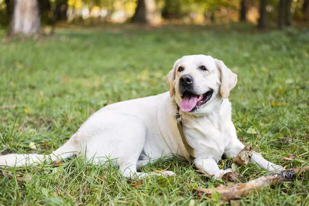 Labrador Retriever – The Viral Family Favorite