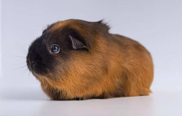 ​Abyssinian Guinea Pig with Unique Rosette Fur