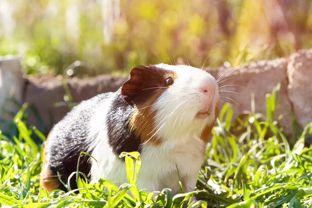 American Guinea Pig – Perfect Beginner-Friendly Pet
