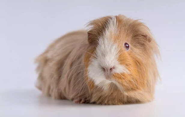 Peruvian Guinea Pig with Long Flowing Hair