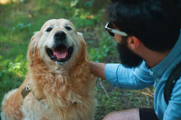 Dogs Avoid Eye Contact When They are Stressed