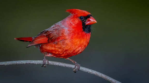 Red Canary Bird with Vibrant Feathers