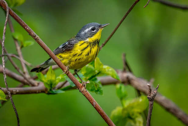 ​Beautiful Yellow Canary Singing in a Cage