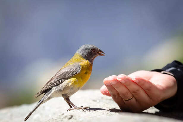 Daily Care Routine for a Happy Canary Bird