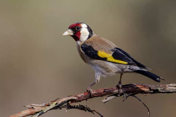 Close-Up of a Gouldian Finch’s Bright Plumage