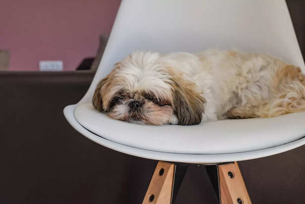 Fluffy dog sleeping on a chair