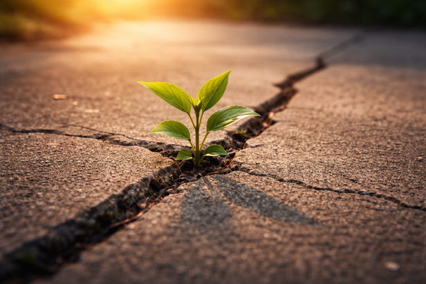Plant growing through cracks