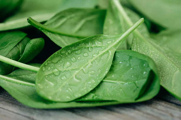 Green baby spinach leaves