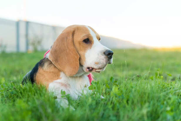 Loyal and Family-Friendly Beagle Dog