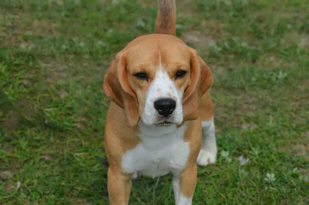 ​Playful and Energetic Nature of Beagle