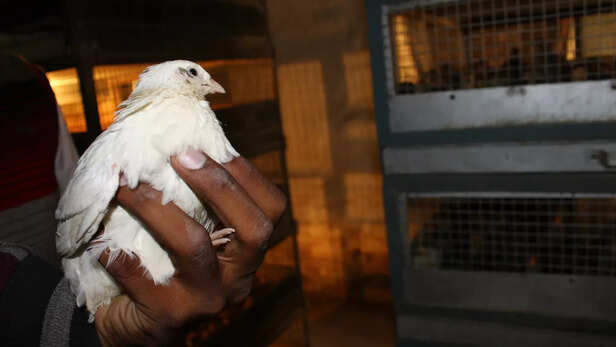 मुर्गी पालन