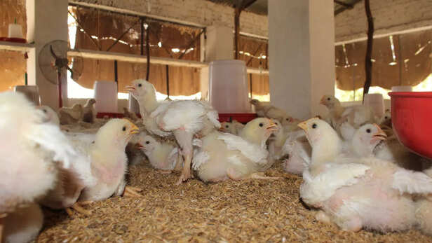 मुर्गियों का चारा