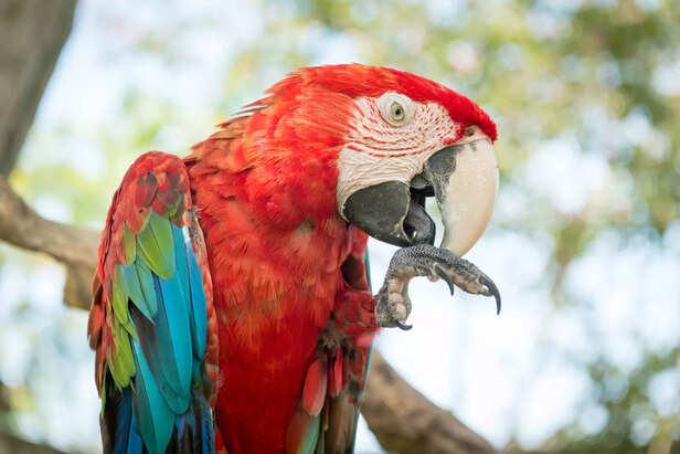 Macaw Sitting Gracefully on a Perch