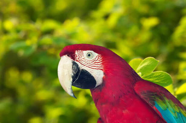 ​Stunning Colorful Macaw in Full Feather Glory