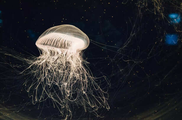 Box Jellyfish