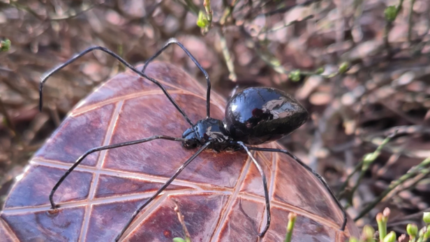 Black Widow Spider | Instagram - @kaleido_pottery