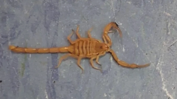 Arizona Bark Scorpion | Instagram - @corbin.creger