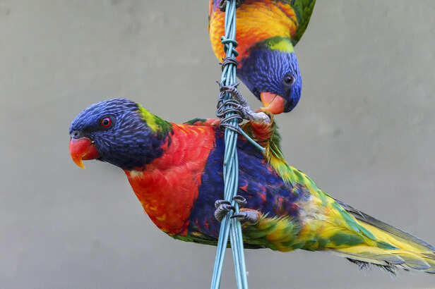 ​Creating a Safe Environment for Lovebirds