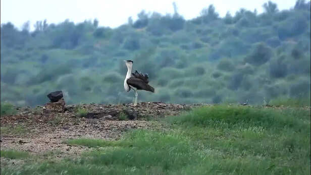ग्रेट इंडियन बस्टर्ड (गोडावण)