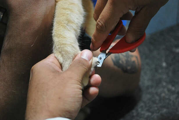 Nail Clippers and Grinders: Essential for Paw Health
