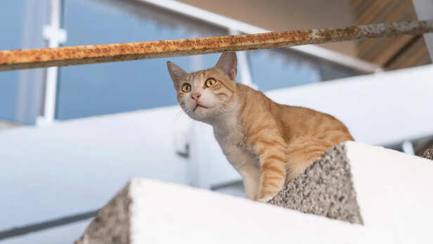 Climbing Structures and Vertical Exploration