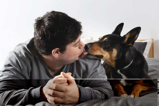 Instinctive Pack Behavior