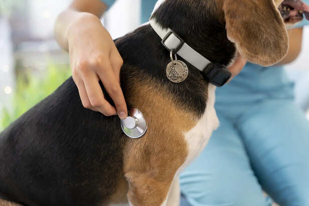 Why Microchipping Is More Reliable Than Collars and ID Tags