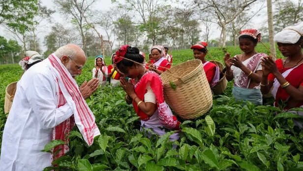 असम के चाय बागान में पीएम मोदी