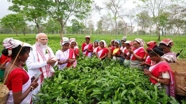पीएम मोदी का चाय श्रमिकों से सीधा जुड़ाव