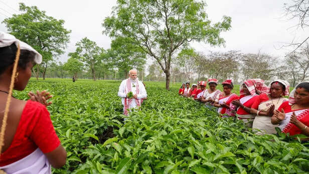 असम के कुल वर्कफोर्स का 17% चाय उद्योग में काम करता है।