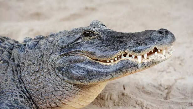 Age is just a number when you’re the world’s oldest crocodile