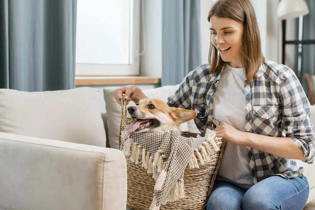 Choose Pet-Safe Furniture and Materials