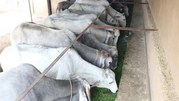 चारे की न हो कोई कमी