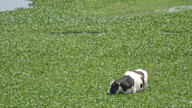 गोआश्रय स्थलों को समय पर चारा उपलब्ध होगा