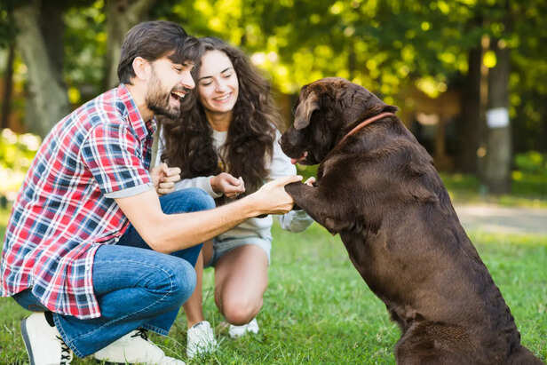 Dogs' brains actively process human speech
