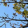 The Semal Tree