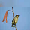 Coppersmith Barbet