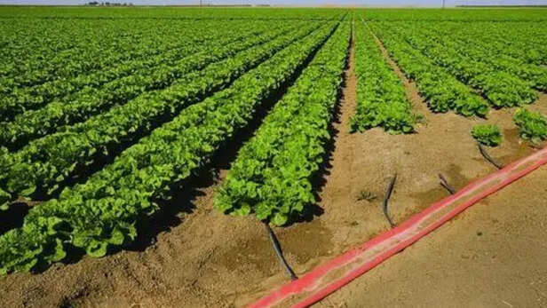 ​उपसतही इरिगेशन सिस्टम