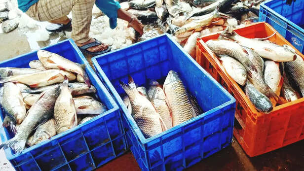 उत्पादन ,गुणवत्ता और प्रोसेसिंग पर नजर 