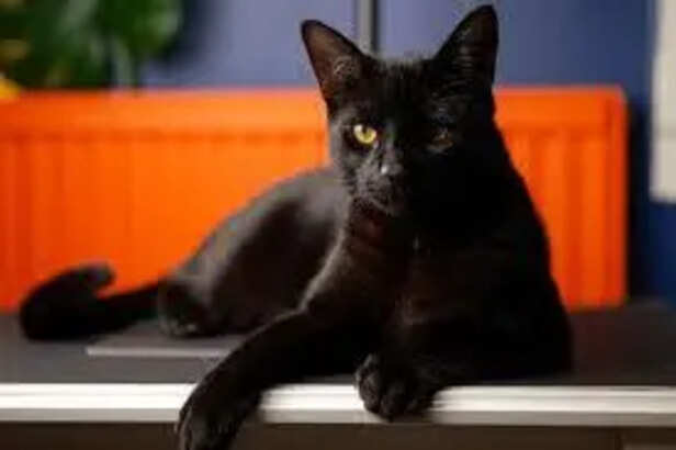 Striking Copper Eyes of a Bombay Cat