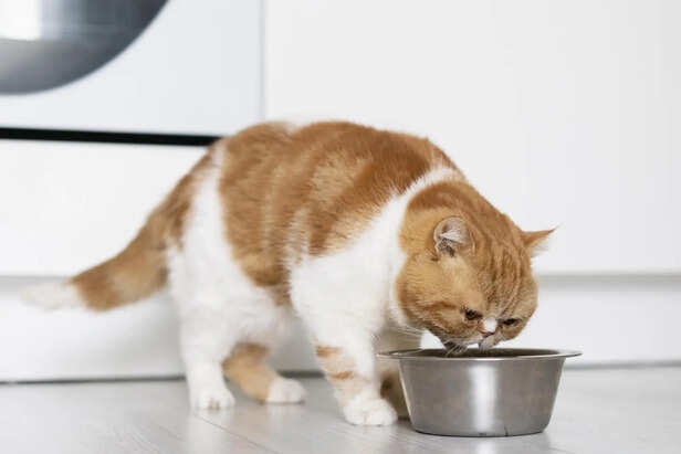​Essential Hydration for a Healthy Cat