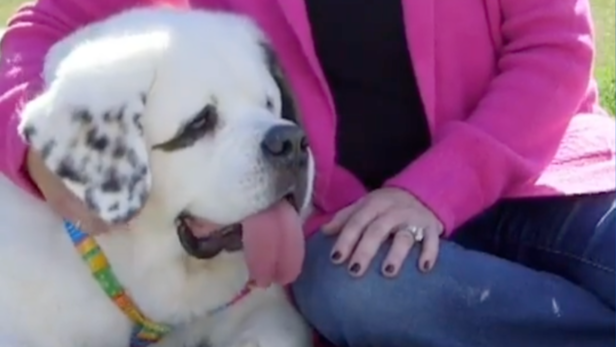 Mochi | Instagram - @guinnessworldrecords