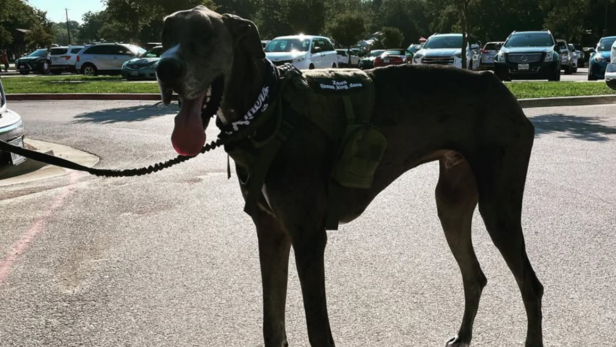 Zeus | Instagram - @zeus_king_dane