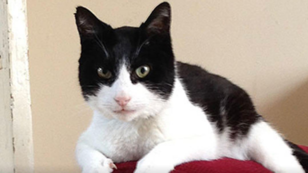 Merlin | Instagram - @thecatcafesandiego