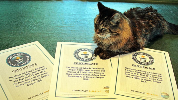 Corduroy | Instagram - @oldestlivingcat