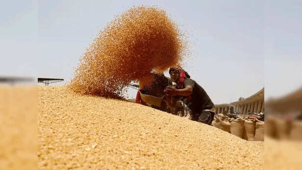 हरियाणा में गेहूं खरीद (फाइल फोटो)